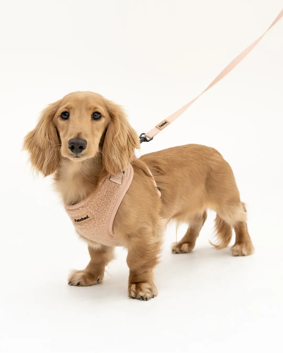 Puppy in harness hotsell