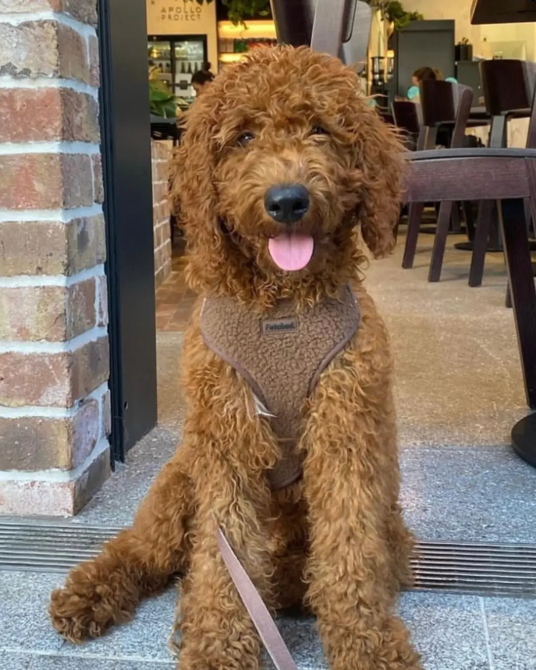 TEDDY FLEECE HARNESS IN CHOCOLATE - Image #1