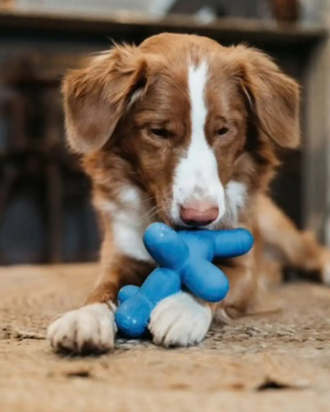 CHARMING PET BALLOON DOG SQUEAKER TOY - Image #2