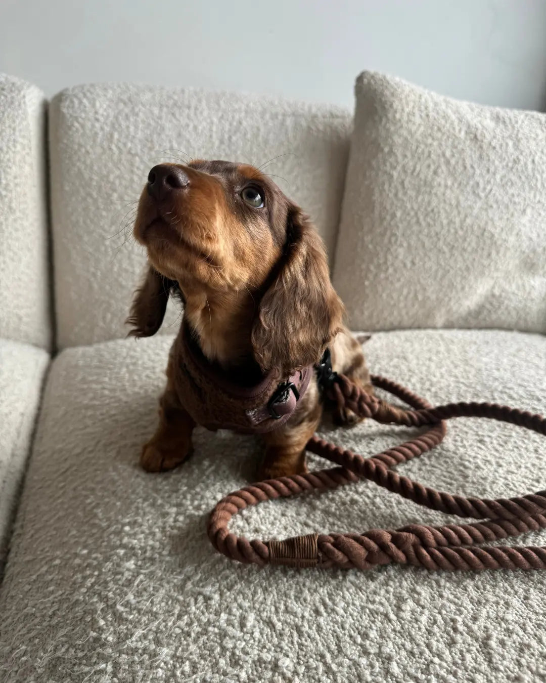 ROPE LEASH IN CHOCOLATE - Image #3